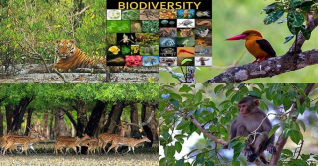 সরকারি উদ্যোগে সুন্দরবনের জীববৈচিত্র্যের উন্নয়ন সরকারি উদ্যোগে সুন্দরবনের জীববৈচিত্র্যের উন্নয়ন