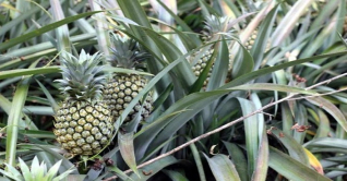 রাঙ্গামাটিতে হানিকুইন আনারসের ব্যাপক ফলন রাঙ্গামাটিতে হানিকুইন আনারসের ব্যাপক ফলন