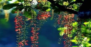 হারিয়ে ফেলেছি সোনালী শৈশব: মাহাসরূপা টুবন হারিয়ে ফেলেছি সোনালী শৈশব: মাহাসরূপা টুবন