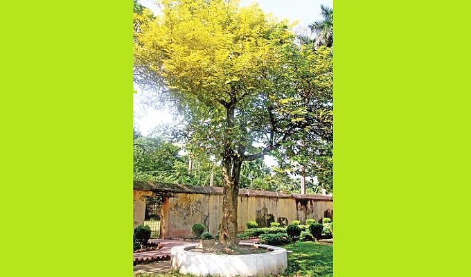 উত্তরা গণভবনে বঙ্গবন্ধুর লাগানো হৈমন্তি গাছ।  ছবি: মোকারম হোসেন।