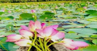 মুগ্ধতা ছড়াচ্ছে ভূতিয়ার বিলের ‘পদ্ম-শাপলা’