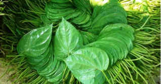পান রপ্তানি নিয়ে ‘সুখবর’