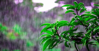 ৩ বিভাগে অতি ভারী বর্ষণের পূর্বাভাস ৩ বিভাগে অতি ভারী বর্ষণের পূর্বাভাস