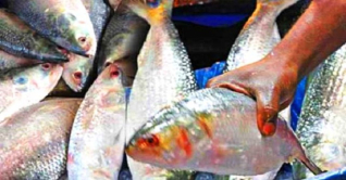 জালভর্তি ইলিশ তবু দাম চড়া