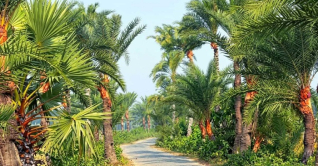 যশোরে গাছের রসে ১৫০ কোটি টাকার অর্থনীতি