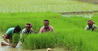 উত্তরাঞ্চলে আমন চাষে কৃষকদের ঘুরে দাঁড়ানোর স্বপ্ন 