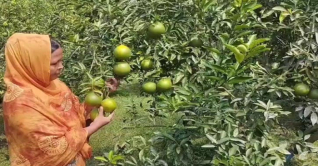 মাল্টা চাষে গৃহবধূ শারমিনের বাজিমাত
