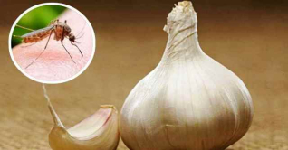 মশা তাড়াতে রসুনের কার্যকারিতা