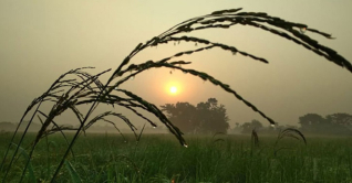 তেঁতুলিয়ায় জেঁকে বসেছে শীত, তাপমাত্রা ১৫.৪ ডিগ্রি